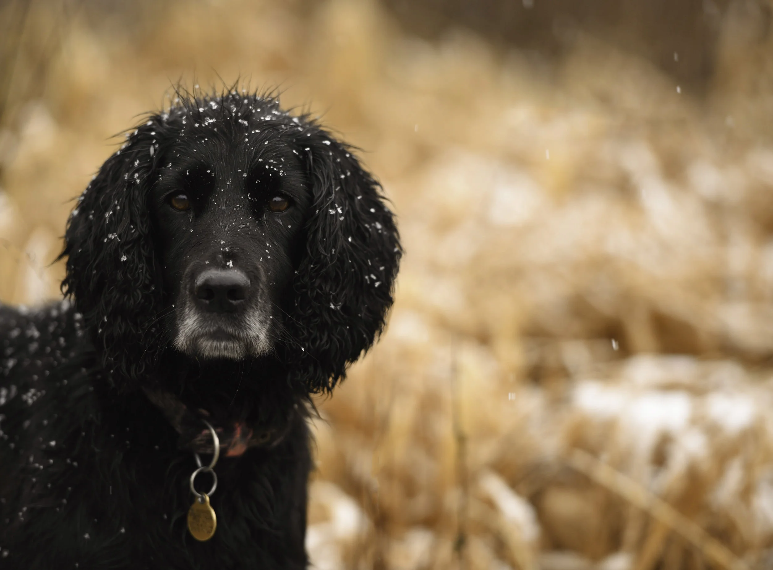 Outdoor pet photoshoot of black spaniel with snow sprinkles on head