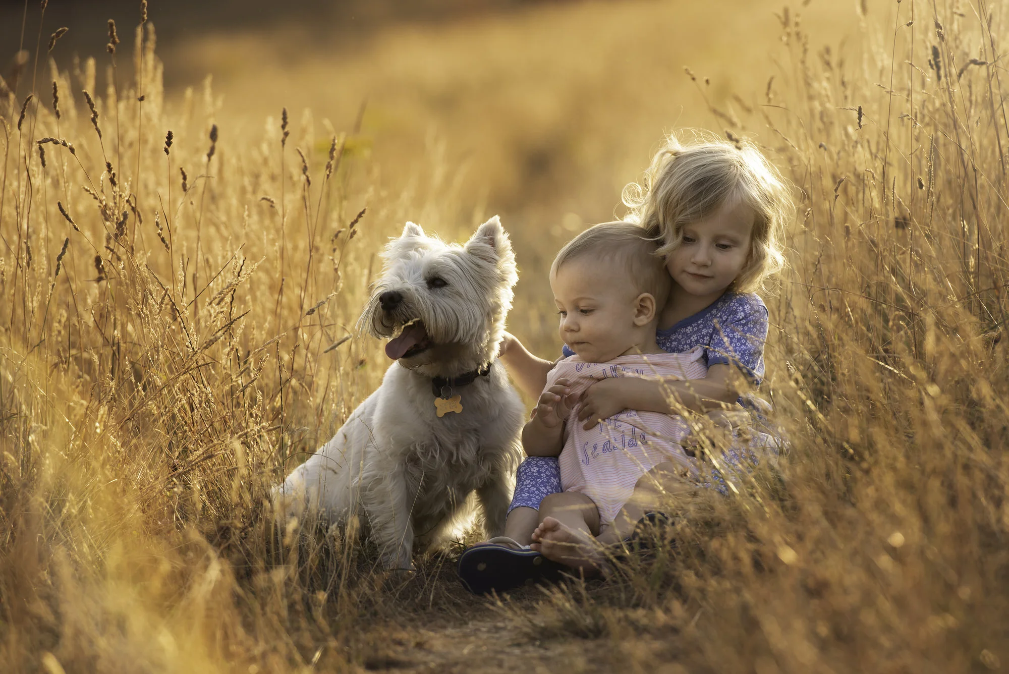 Siblings and dog in sunset meadow