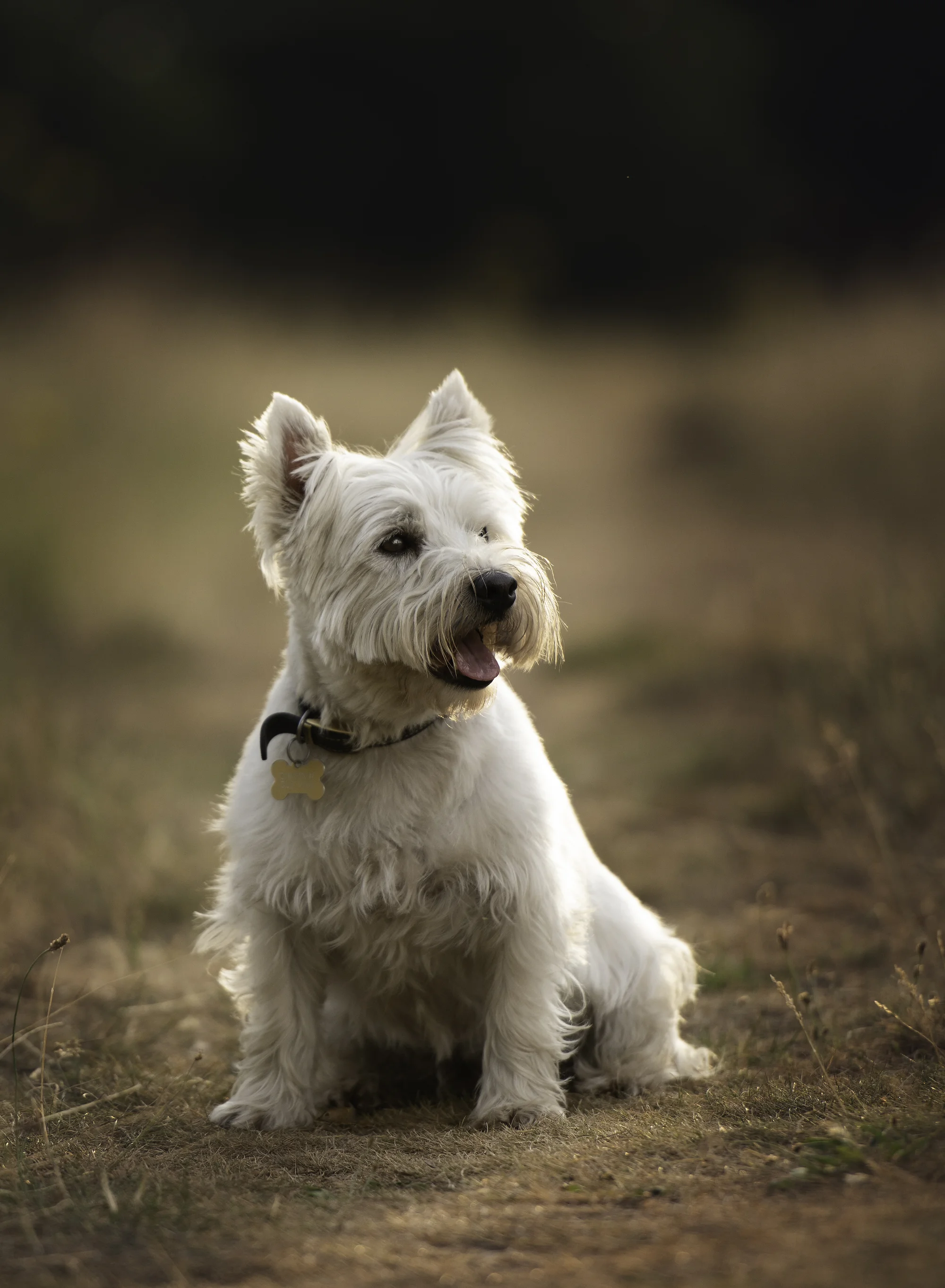 Dog in sunset meadow