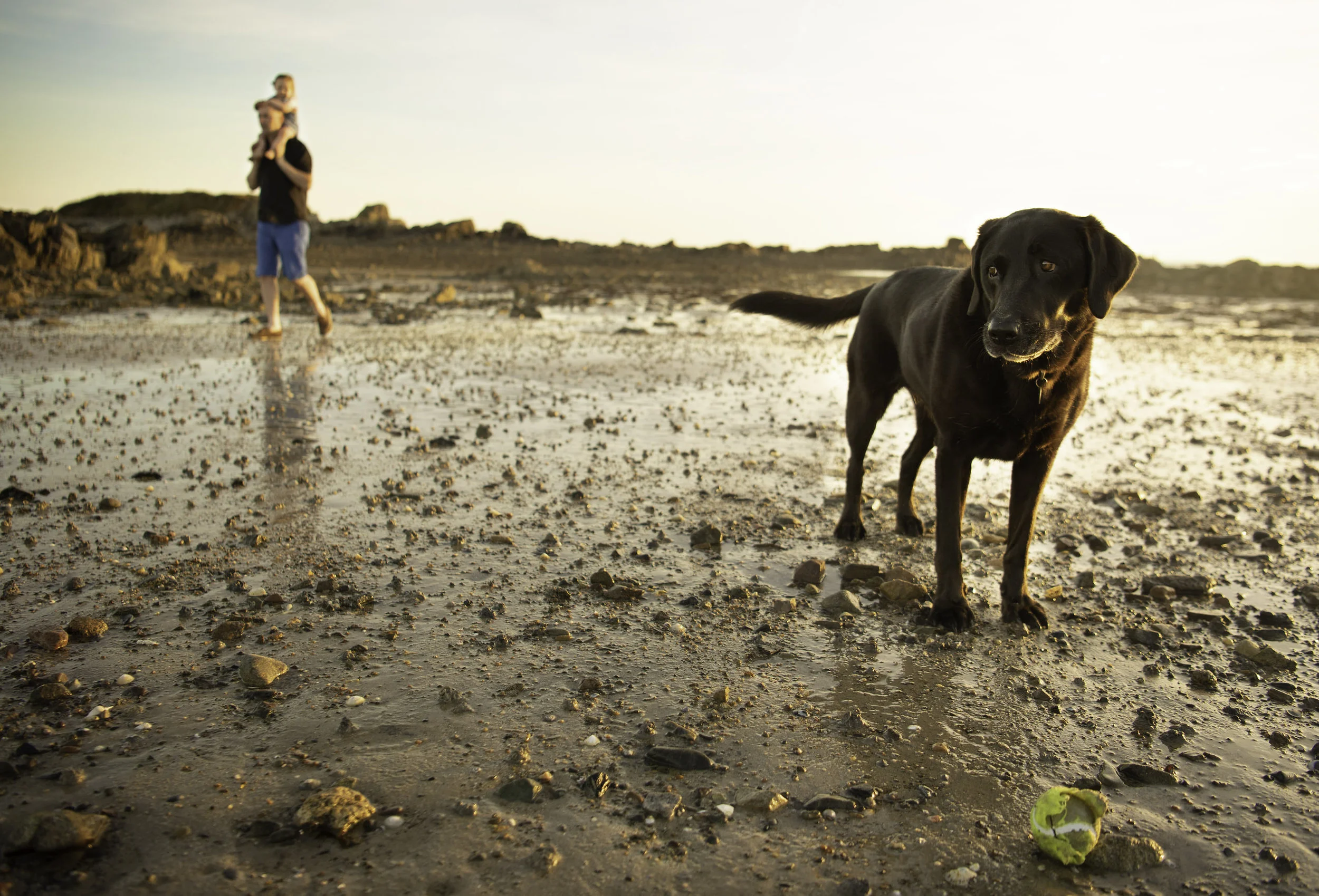 Jersey photographer - lab on the beach
