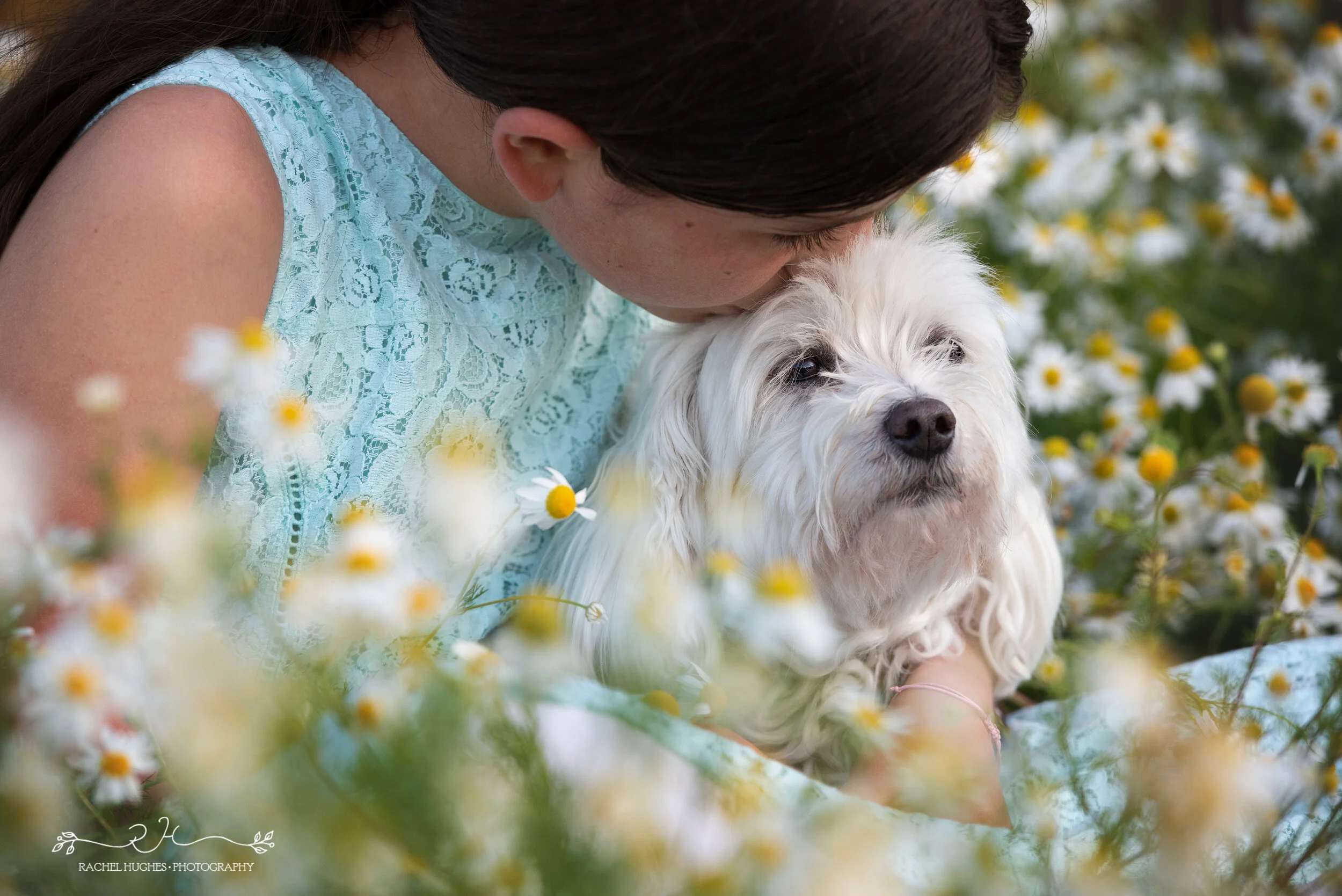 Jersey photographer - girl and her dog amongst chamomile flowers