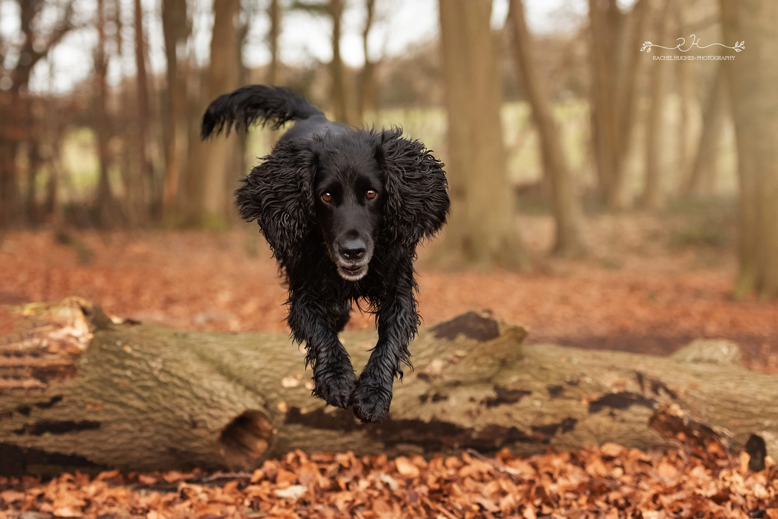 Jersey photographer - spaniel jumping at camera