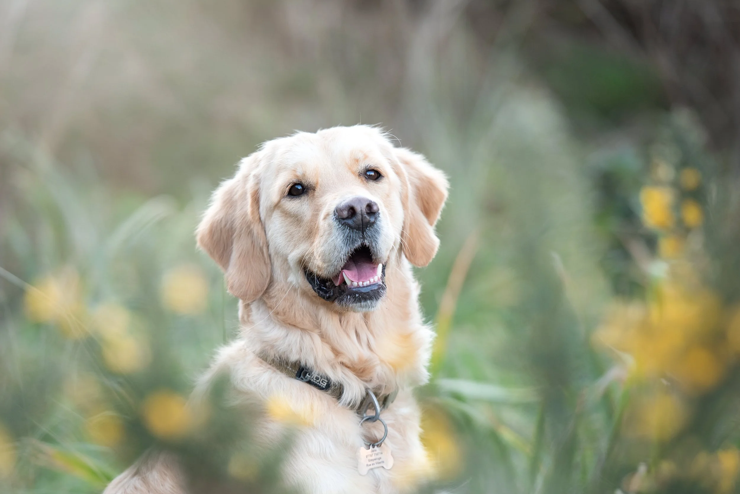 Jersey photographer: a winter dog photoshoot