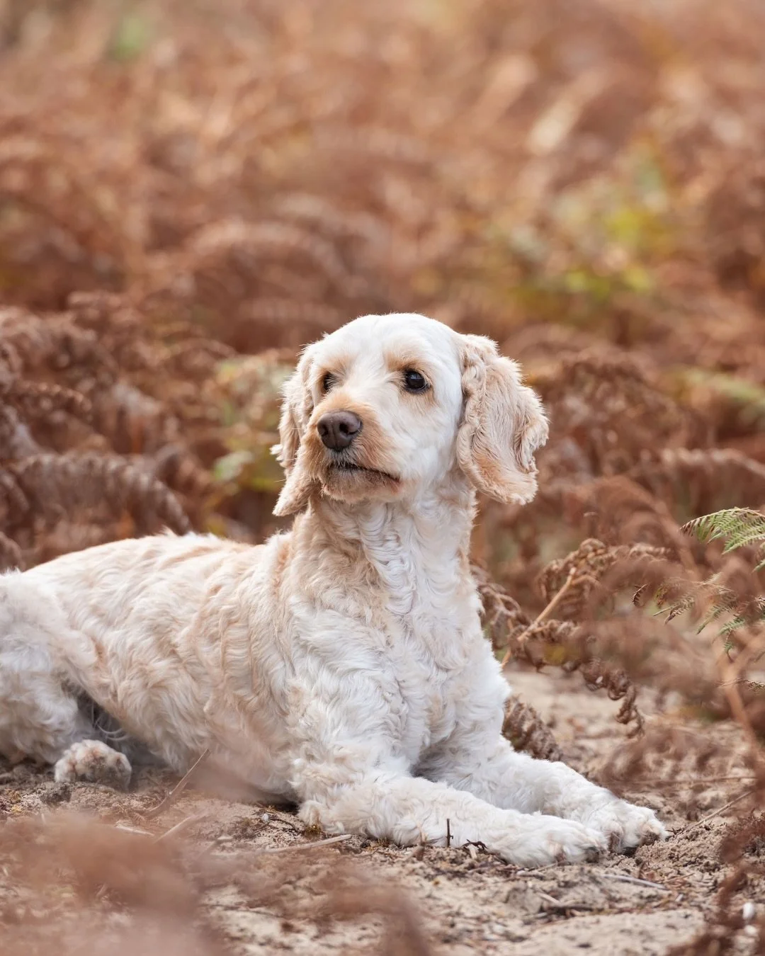 Just woofing around! 

Exploring the west coast with Bear. What a beautiful friendship, an absolute joy to capture. 

We&rsquo;re heading into my favourite seasons for pet photography now - autumn and winter. If you&rsquo;d like to book a session for