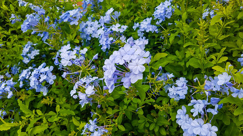 Blue-Plumbago-plant.jpg