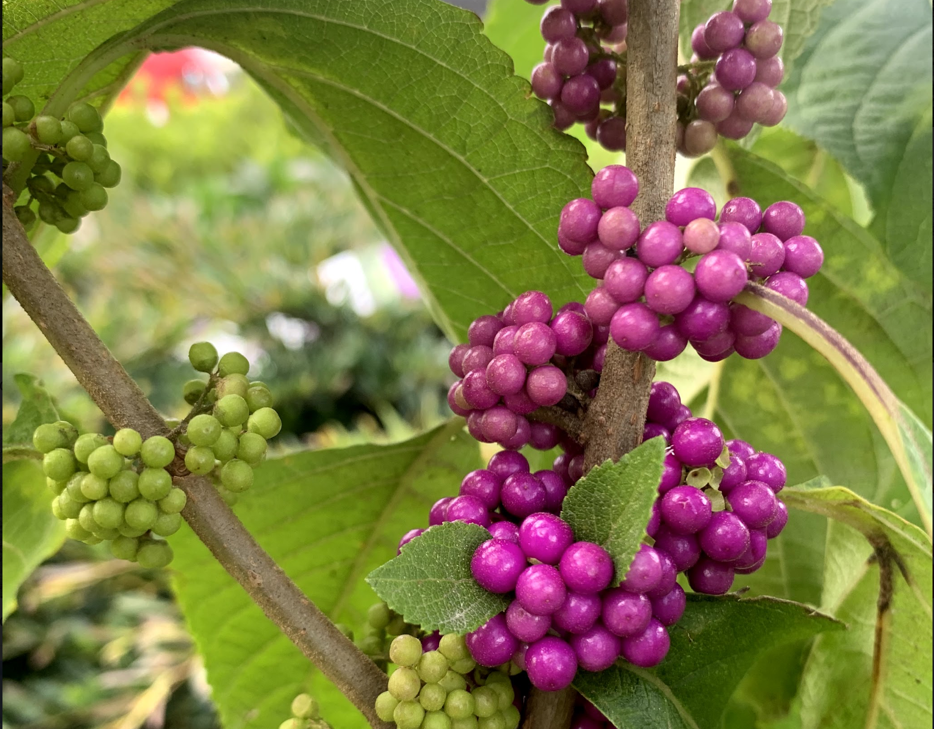 Beauty Berry (Copy)