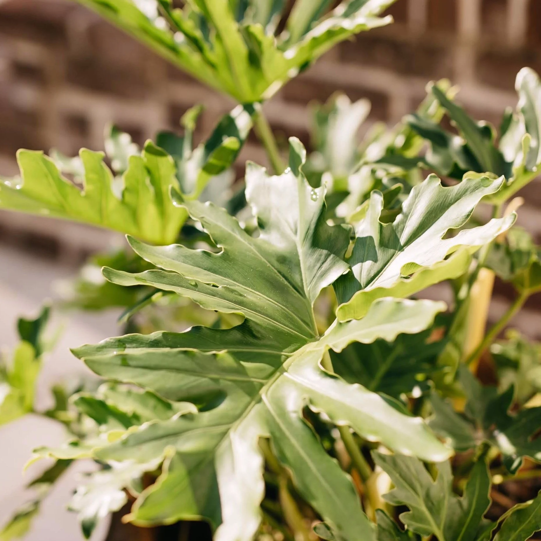 Philodendron, Split Leaf (Copy)