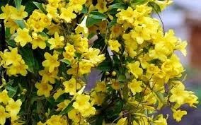 Carolina Jessamine (Copy)