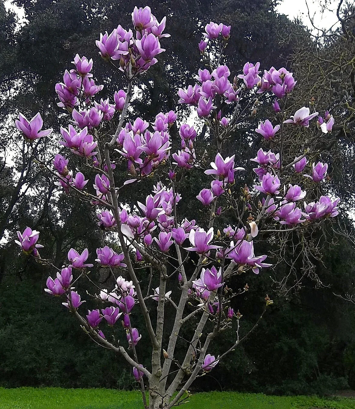 Magnolia, Saucer (Copy)