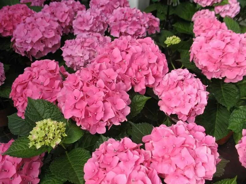 Hydrangea, Big Leaf (Copy)