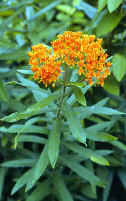 butt milkweed.jpg