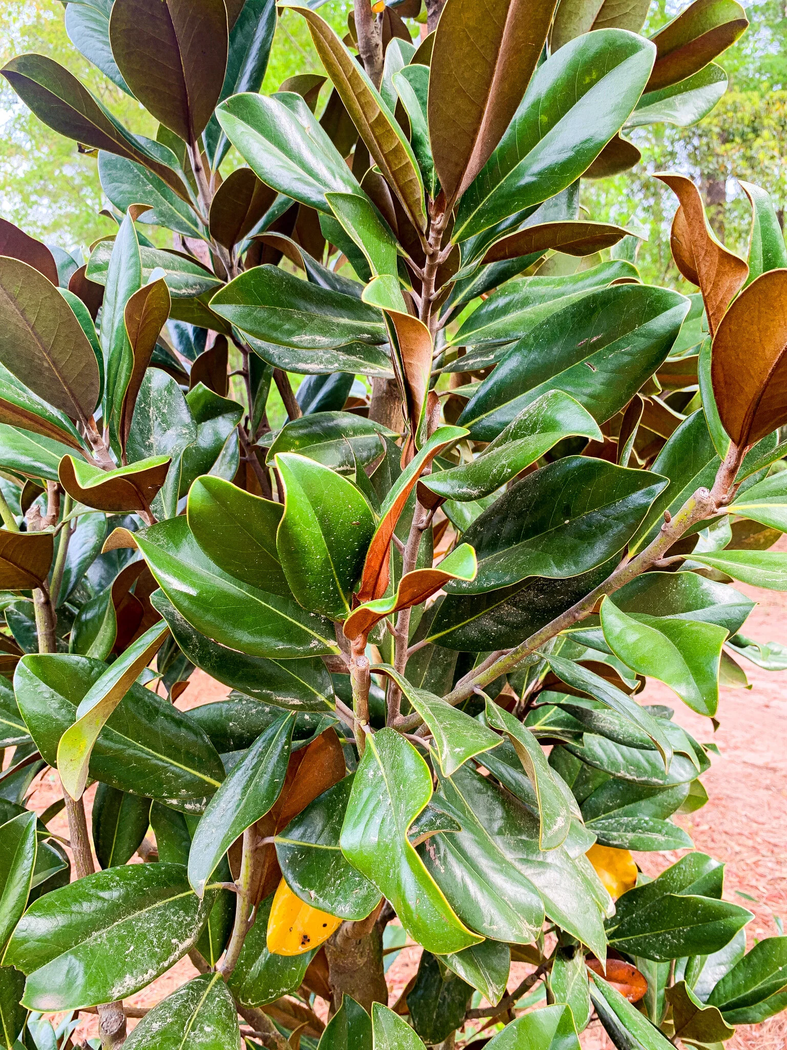 Magnolia, DD Blanchard (Copy)