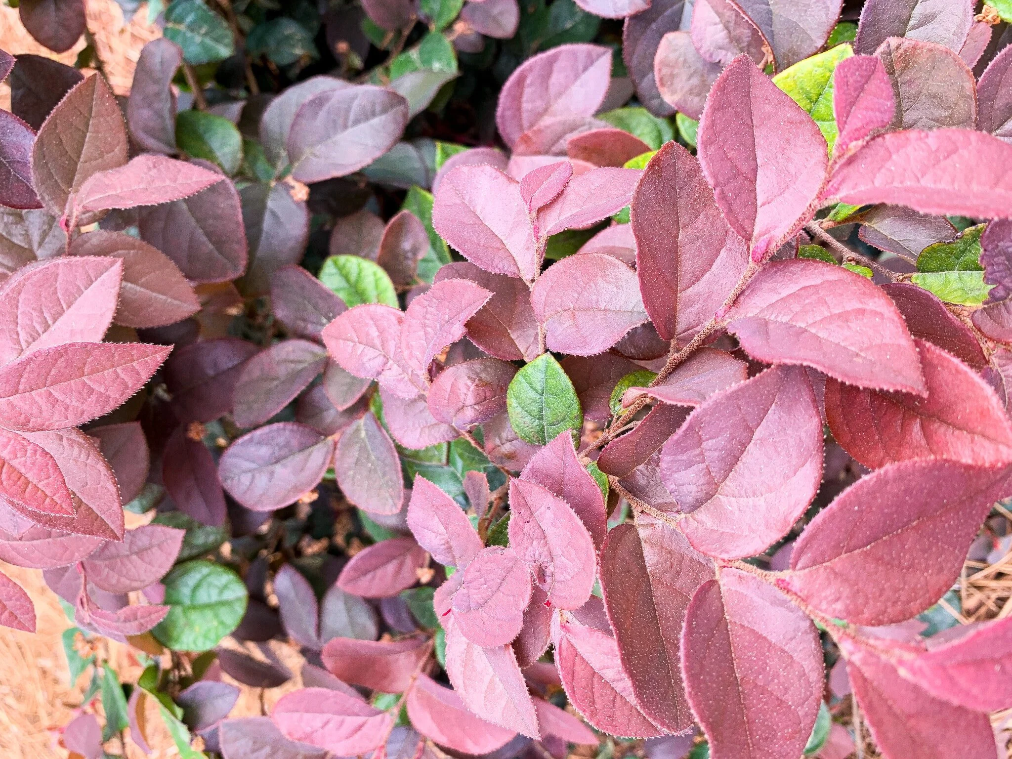 Loropetalum (Copy)