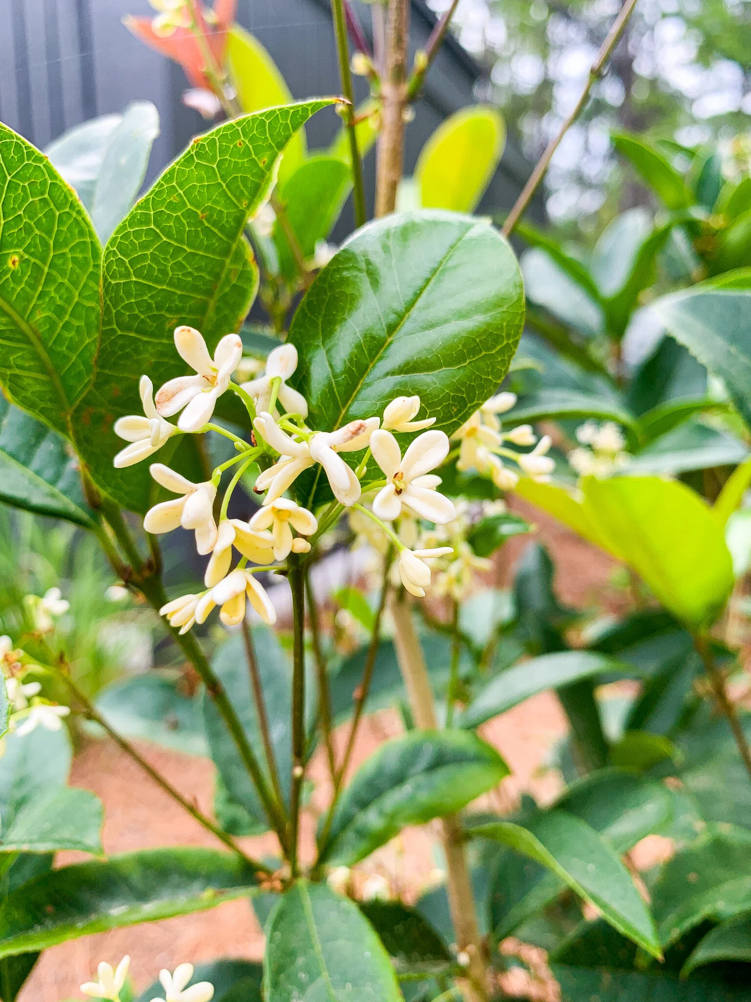 Tea Olive (Copy)