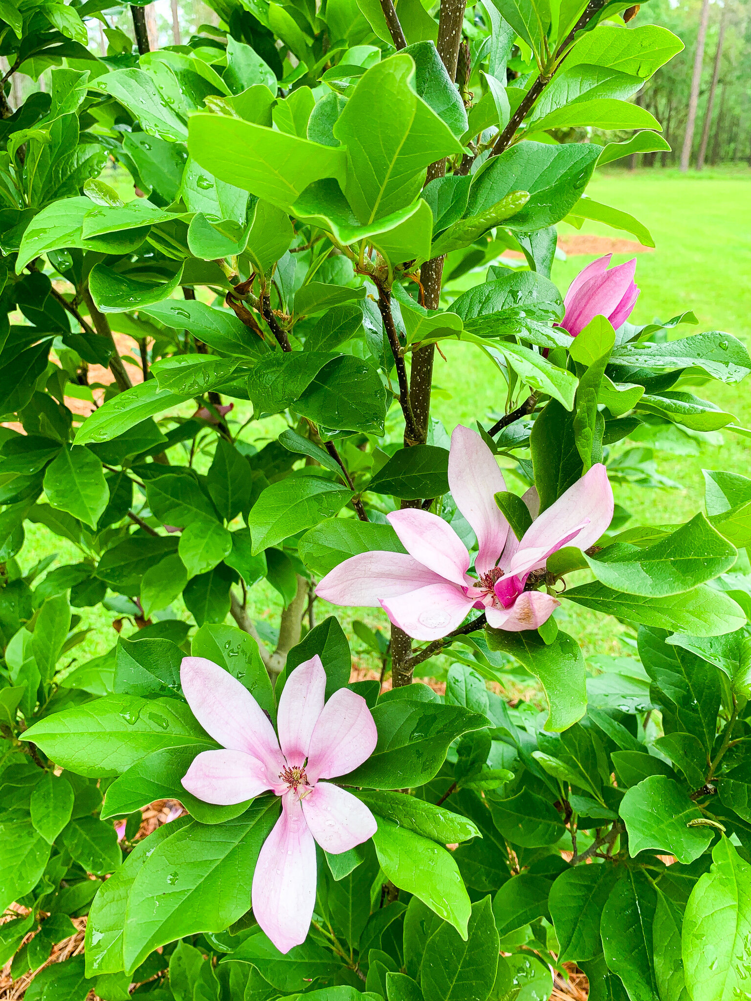 Saucer Magnolia Foliage