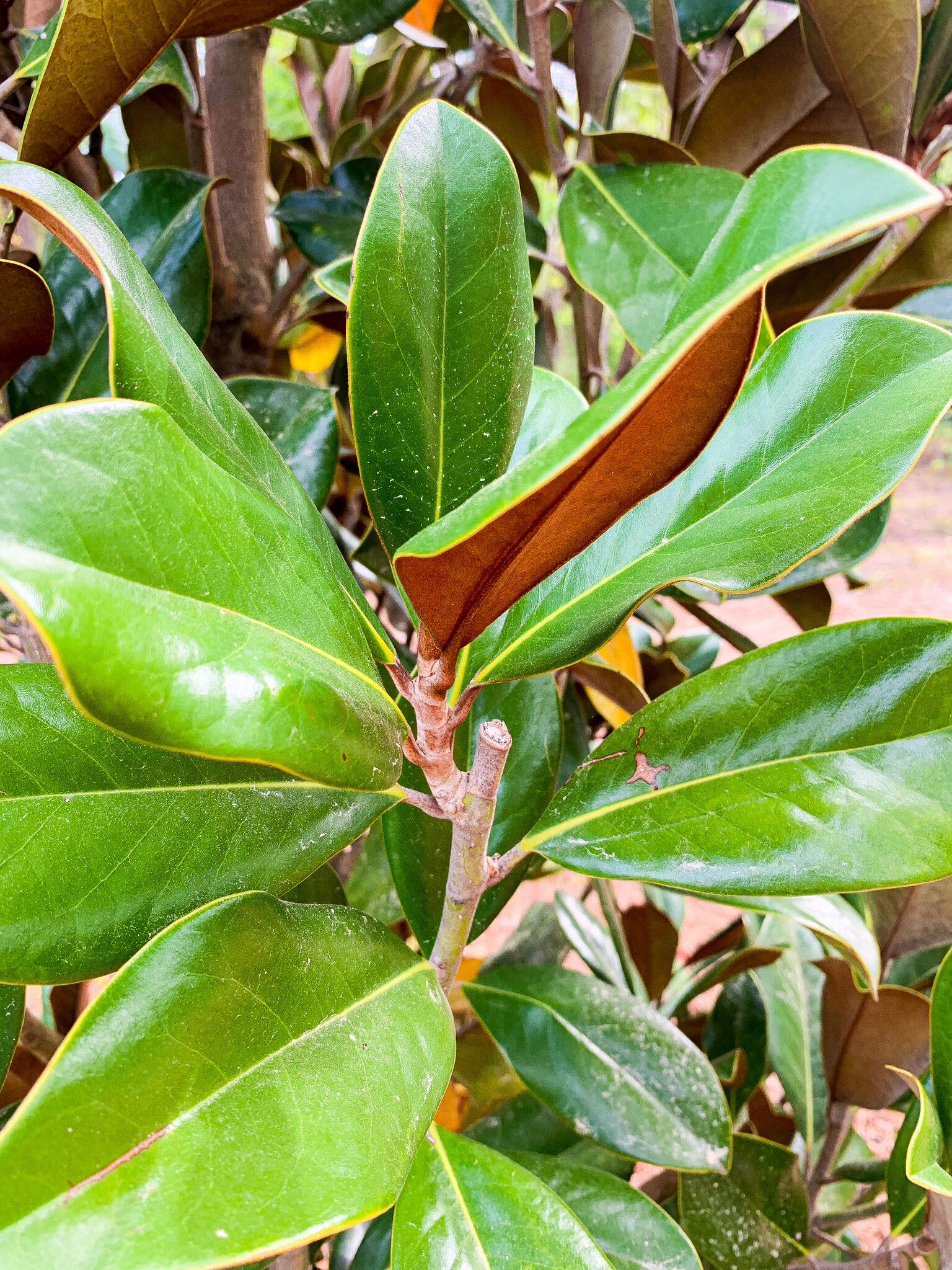 DD Blanchard Magnolia Foliage