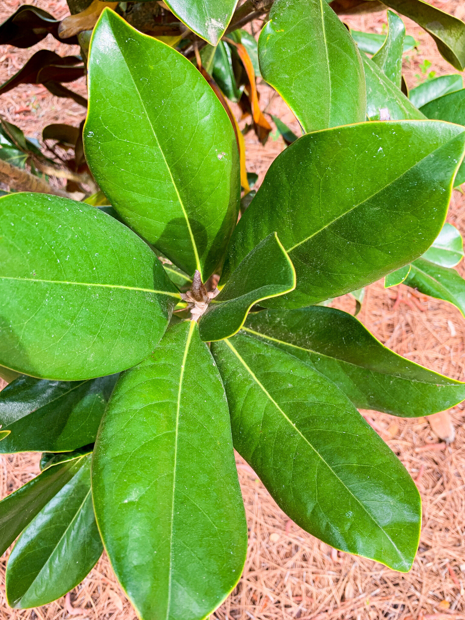 Magnolia dd blanchard  7.jpg