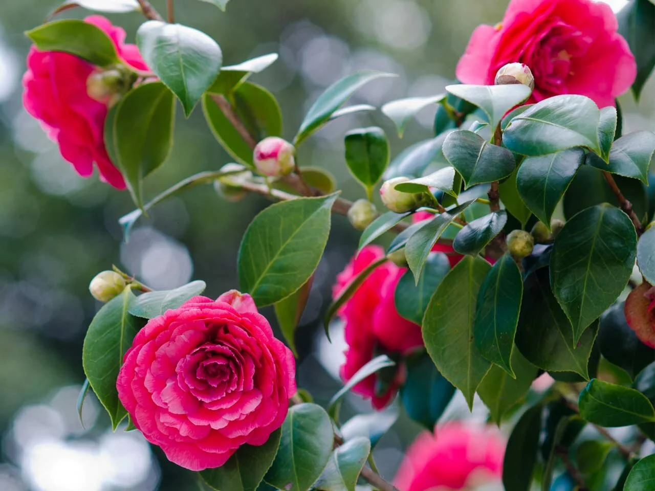 Camellia (Copy)