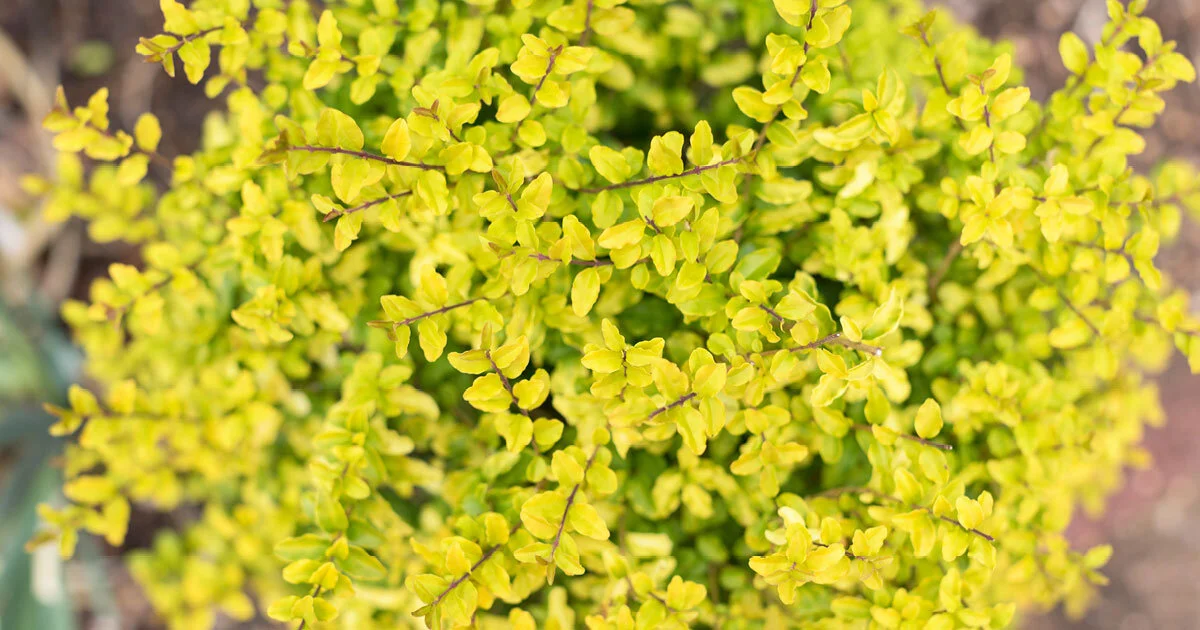Ligustrum, Sunshine (Copy)