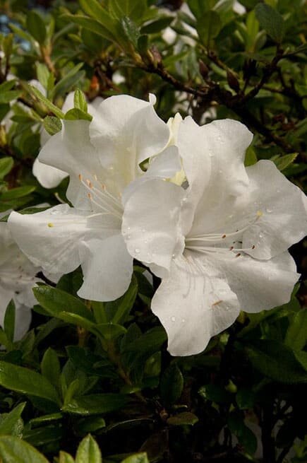 Encore Autumn Ivory Azalea