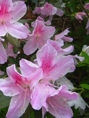George Tabor Azalea