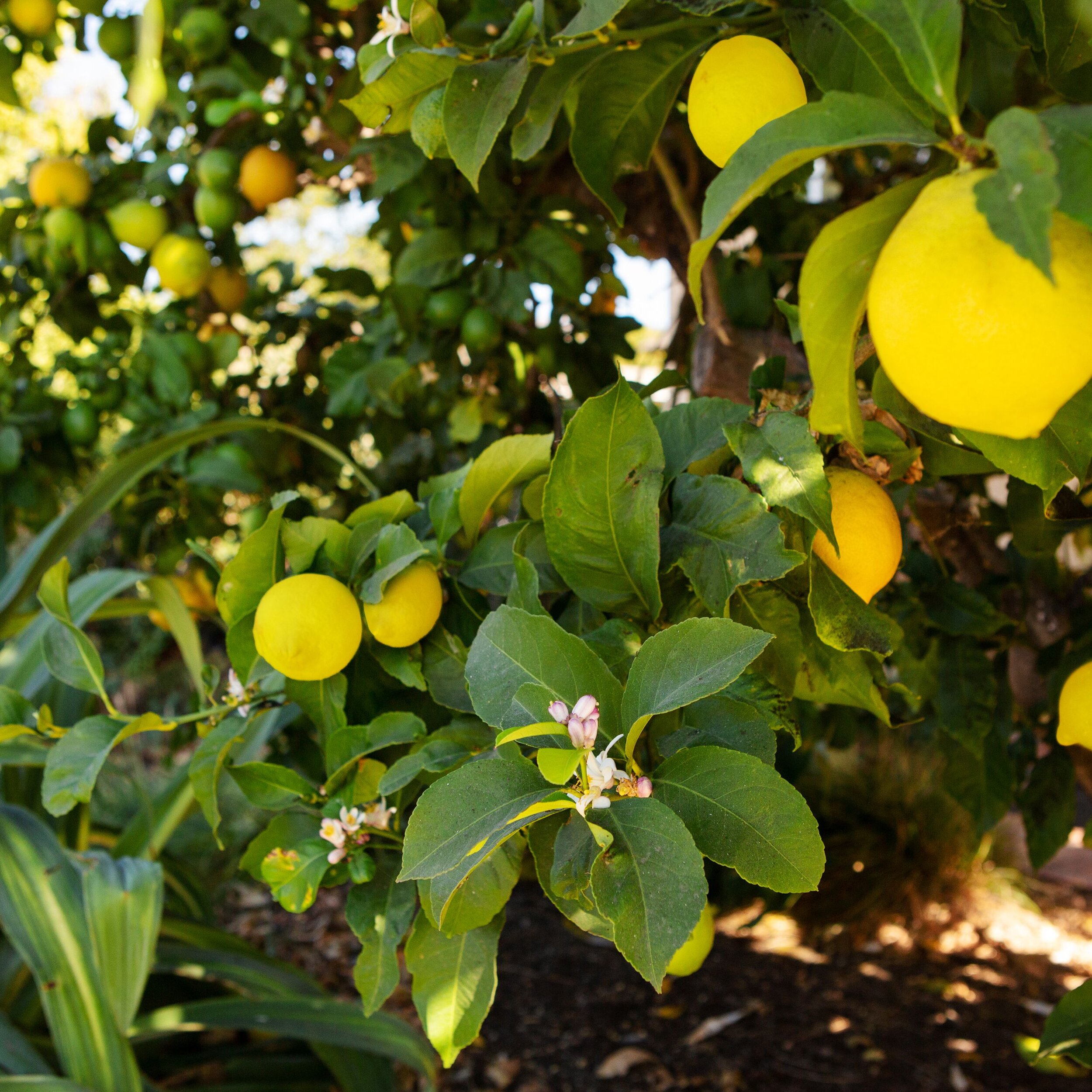 Meyer Lemon Tree