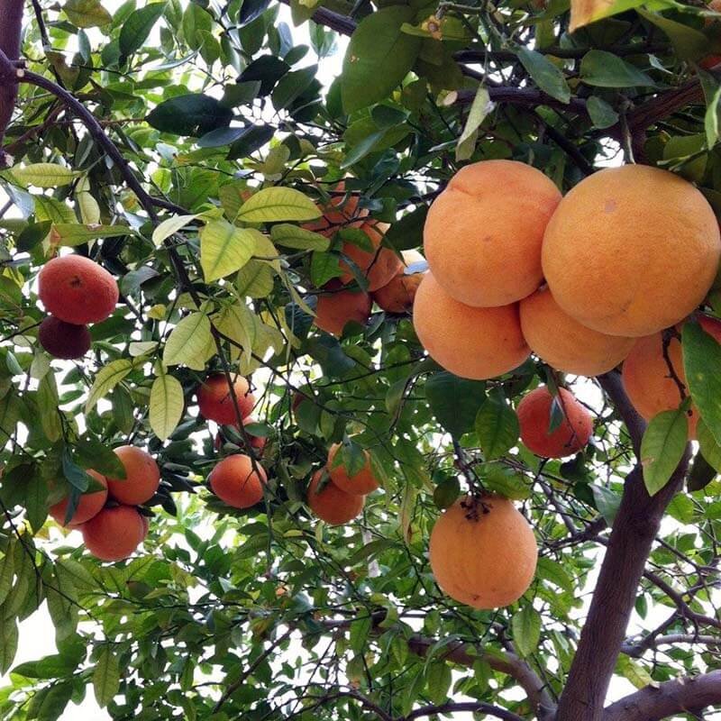 Red Ruby Grapefruit