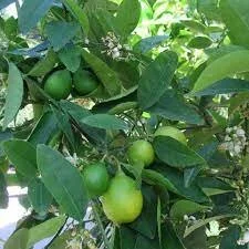 Lime, Persian (Copy)