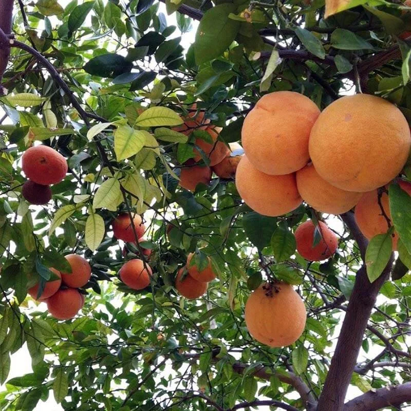 Grapefruit, Red Ruby (Copy)