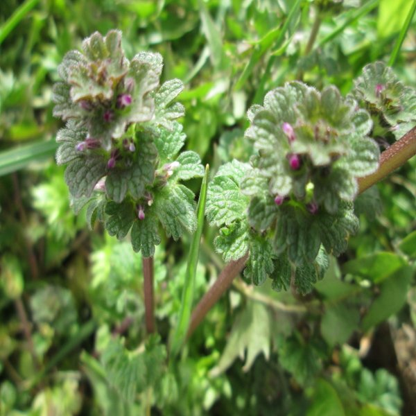 Henbit