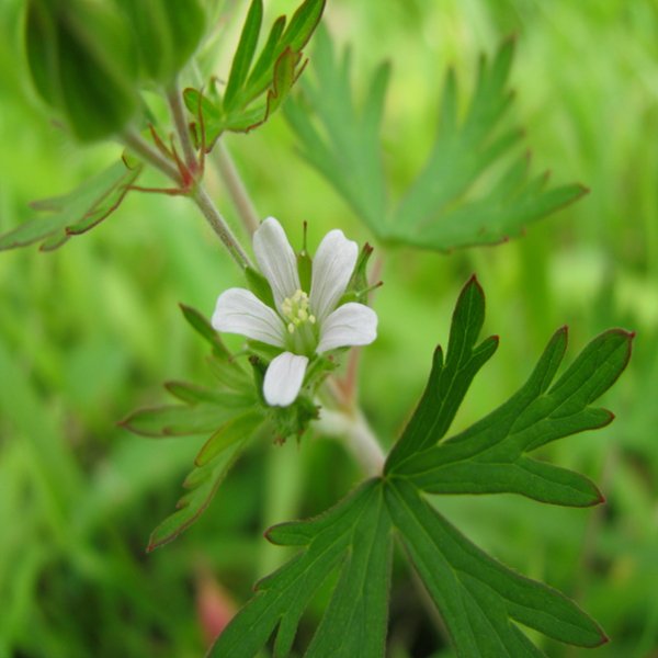 Geranium Suika