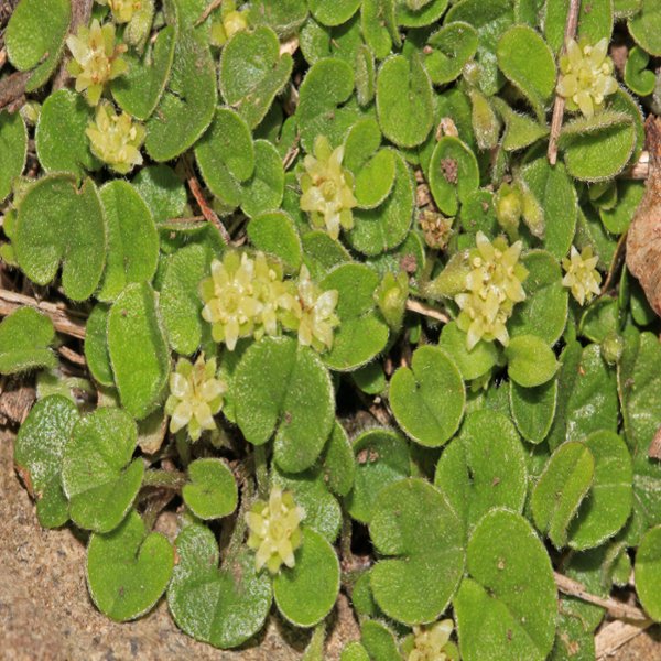 Dichondra