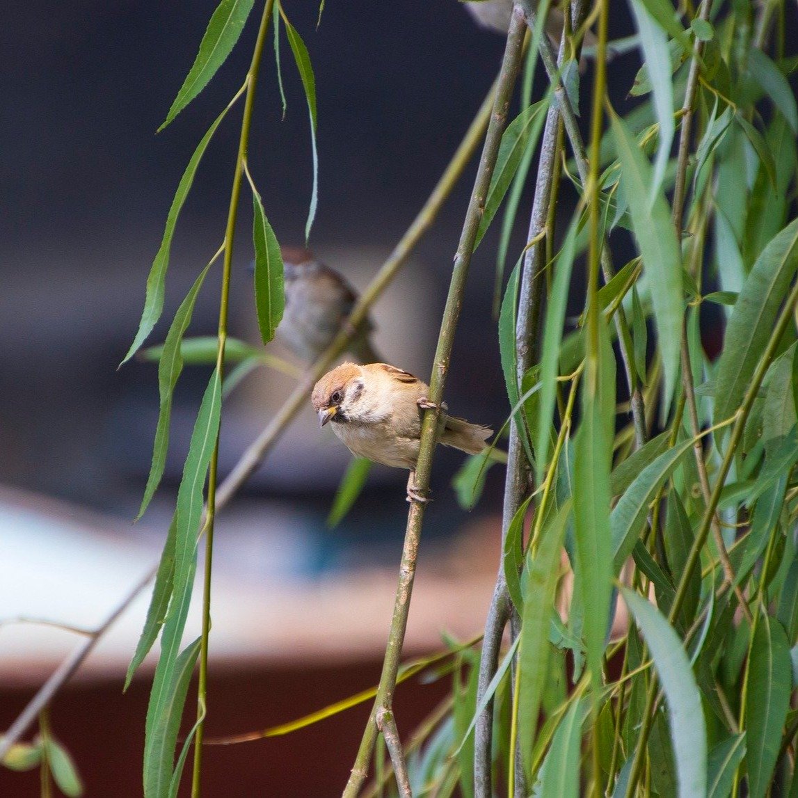 New blog post - listening and bird watching