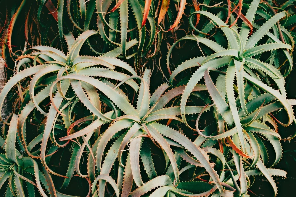 1f7cb-img.jpg
