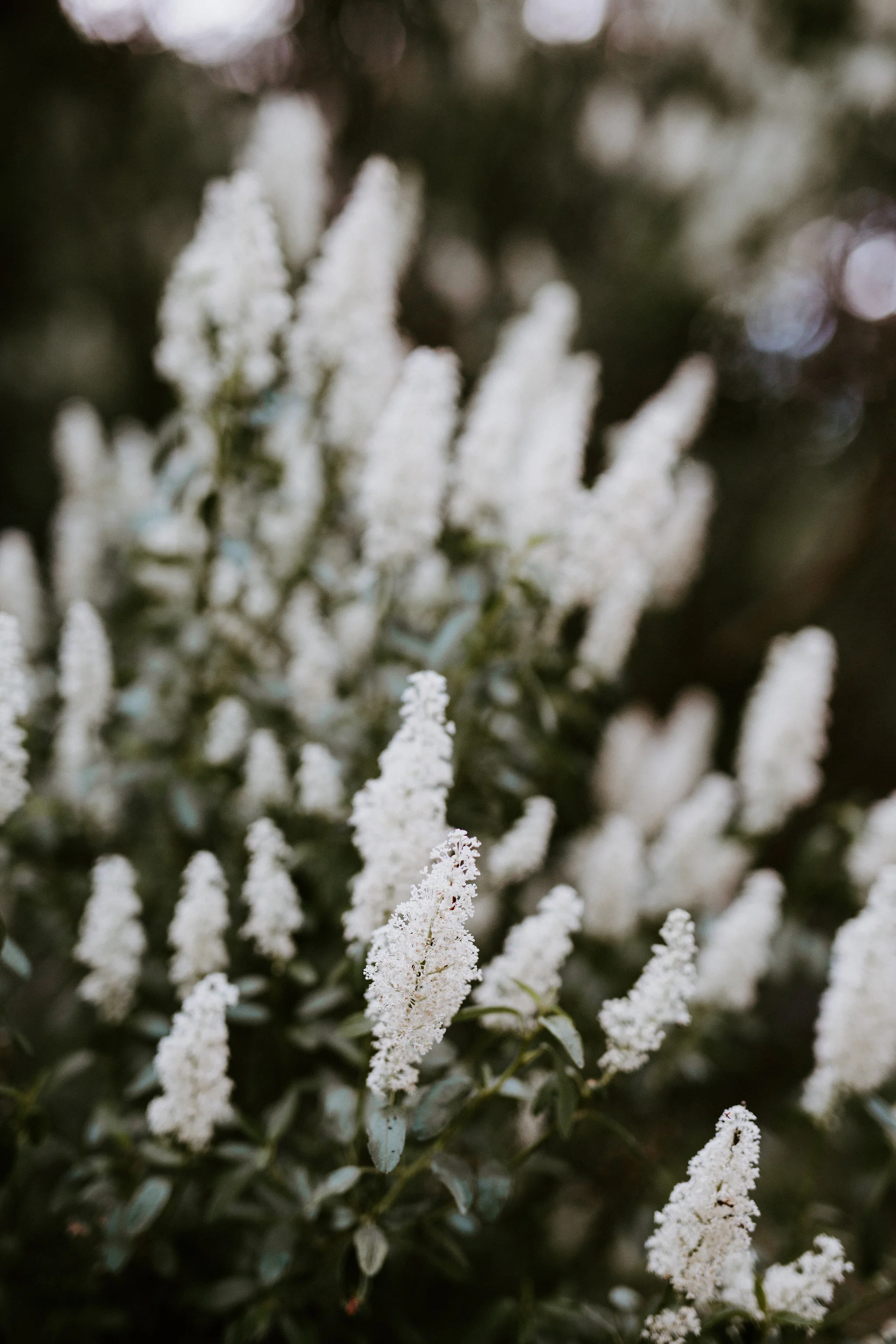 Rachel&Tommy_Engagements104.jpg