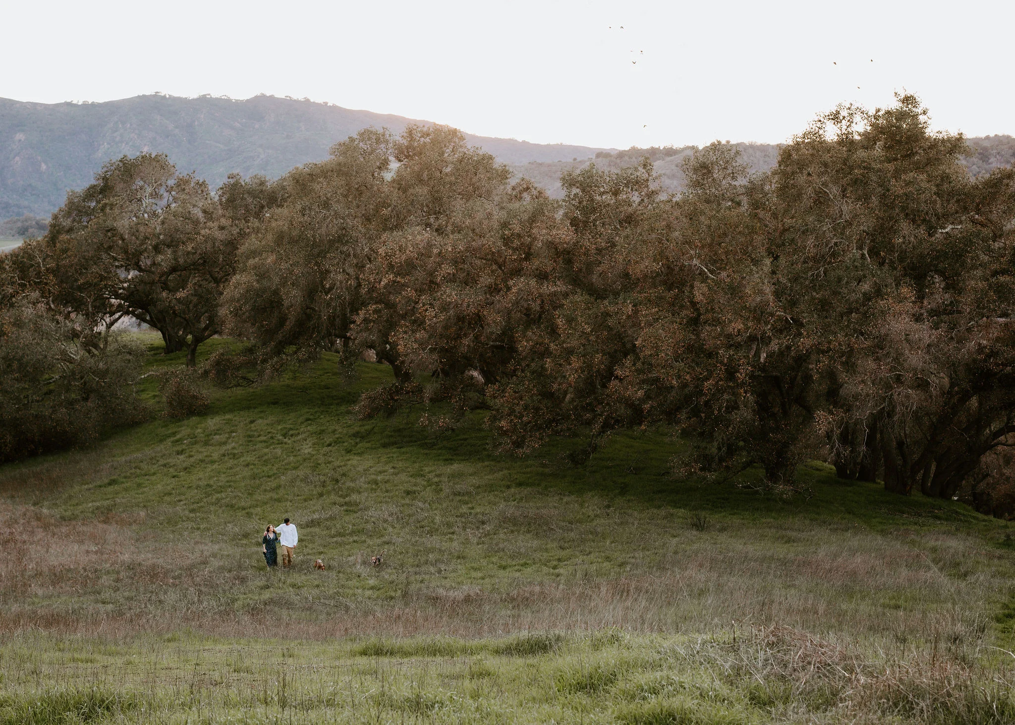 OjaiEngagementSession_Geoff&LyndsiPhotography_Eveline&Scotty92.jpg