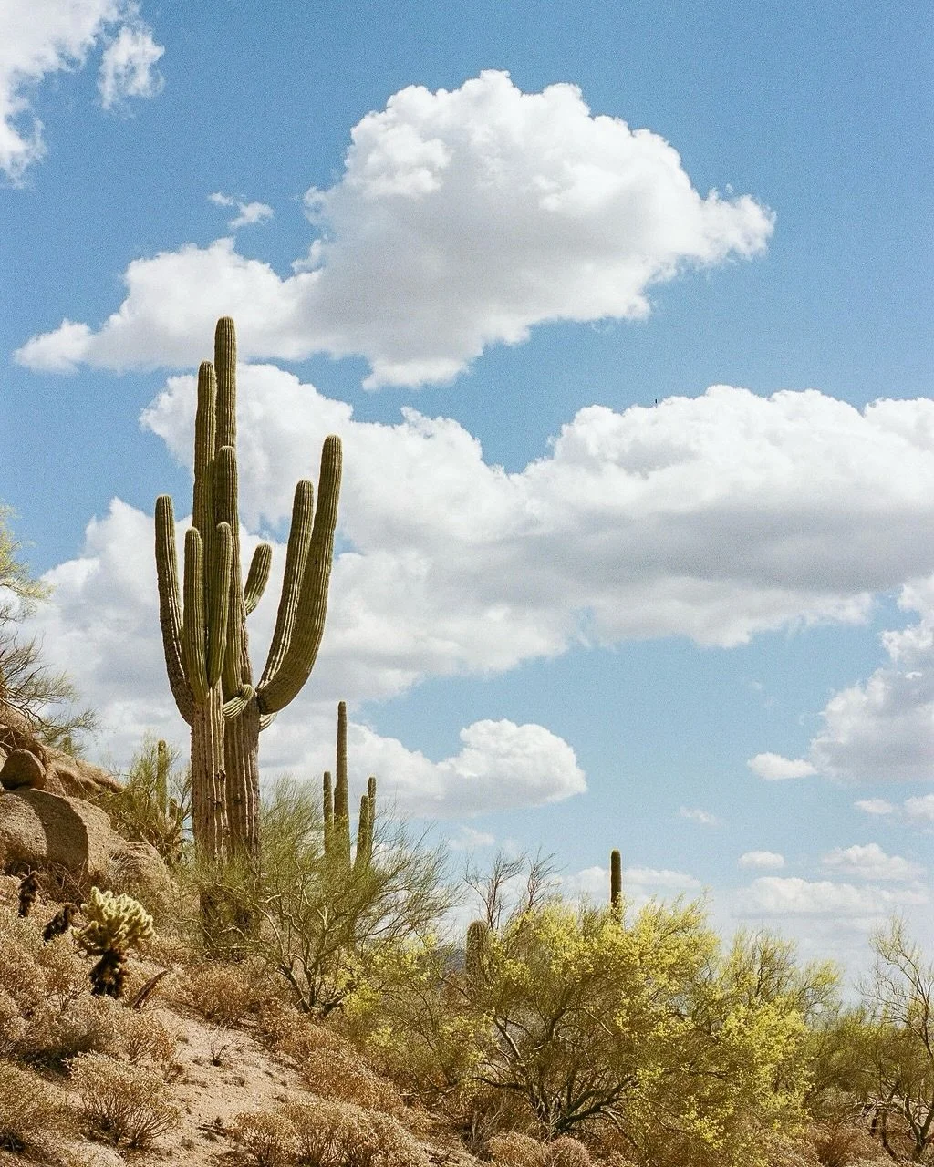 A few favs from our family archives, spring break in AZ on film 🌵☀️