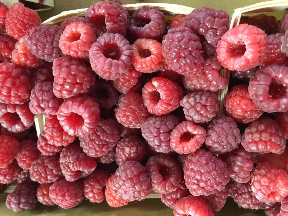 Pictures — Orchard Hill Farm