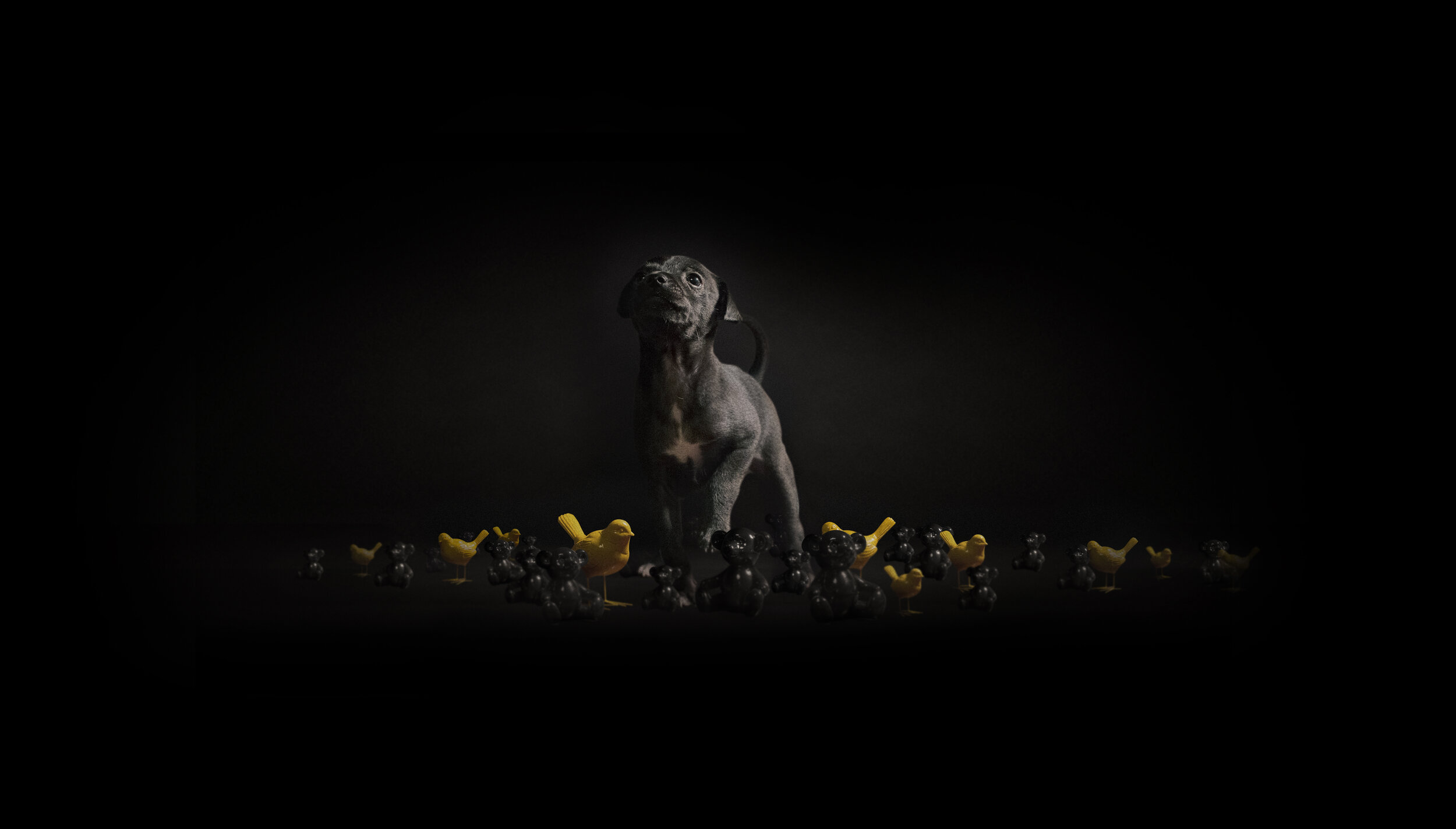dog_OG foster.jpg