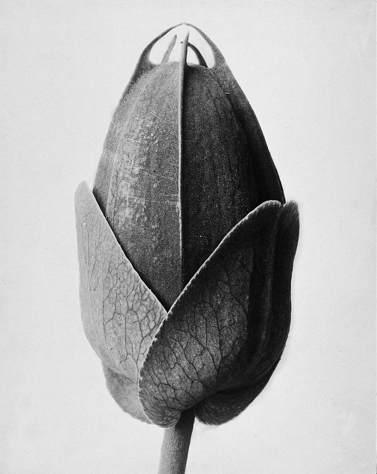 0b2f_Blossfeldt.jpg