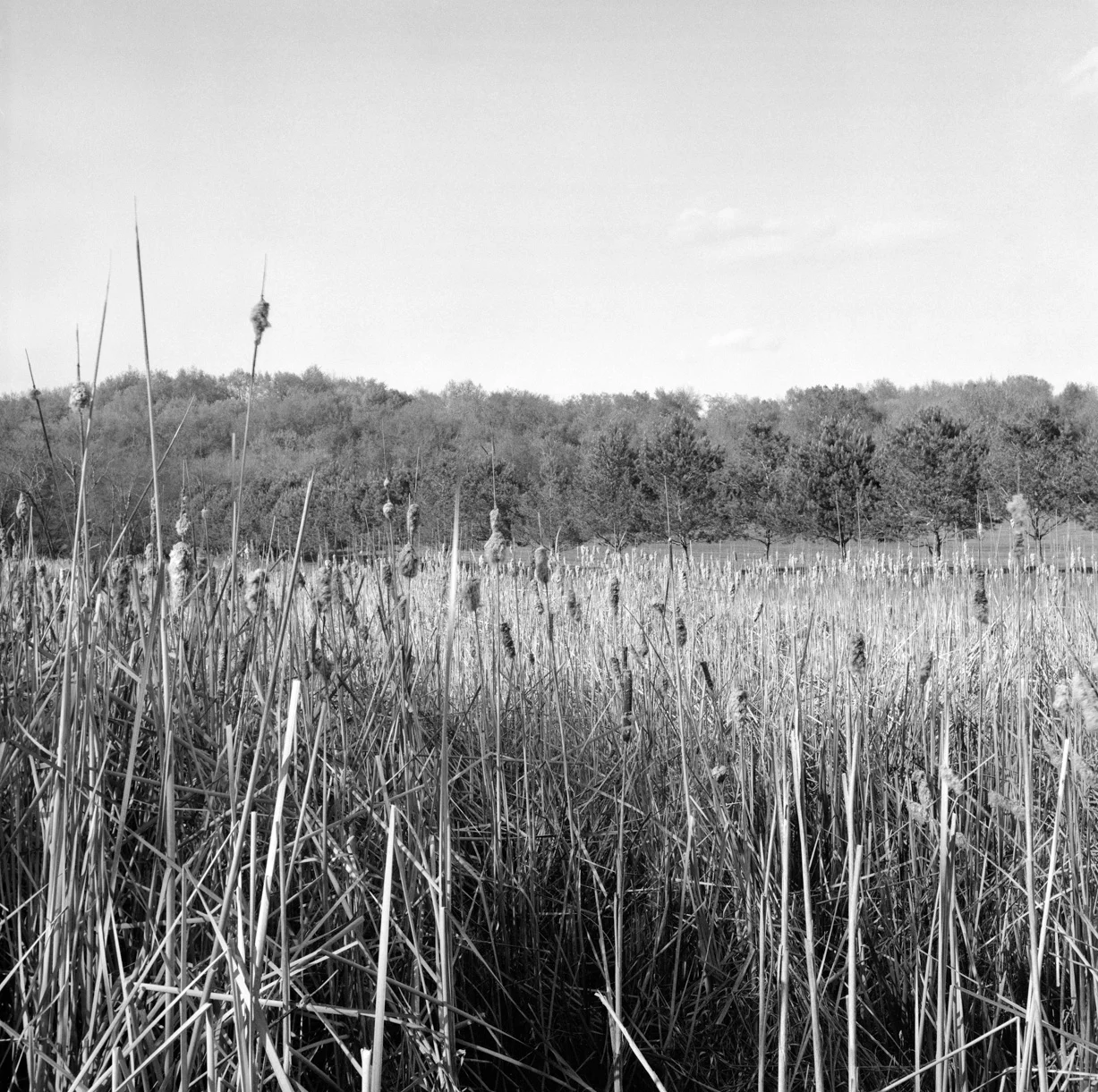 Coral Ridge #12.jpg