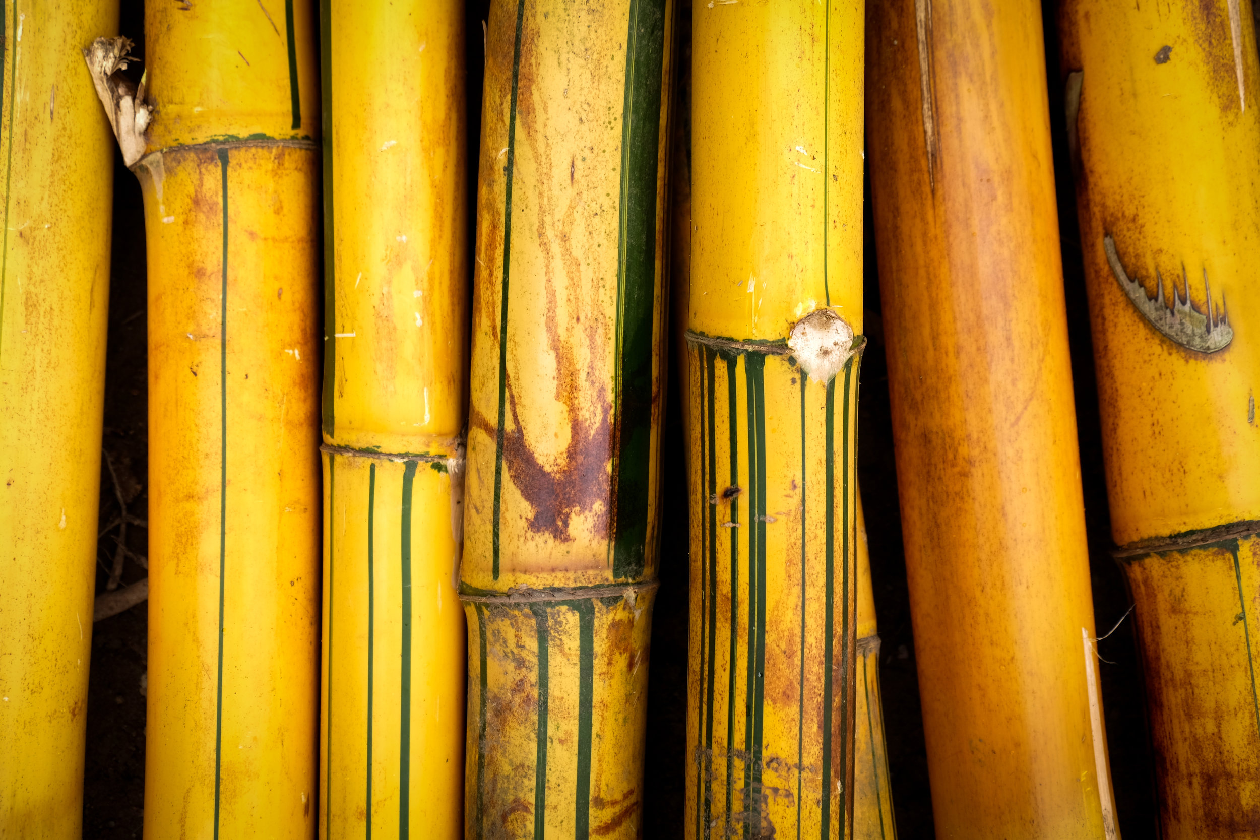 bamboo, an invasive species, used for fencing