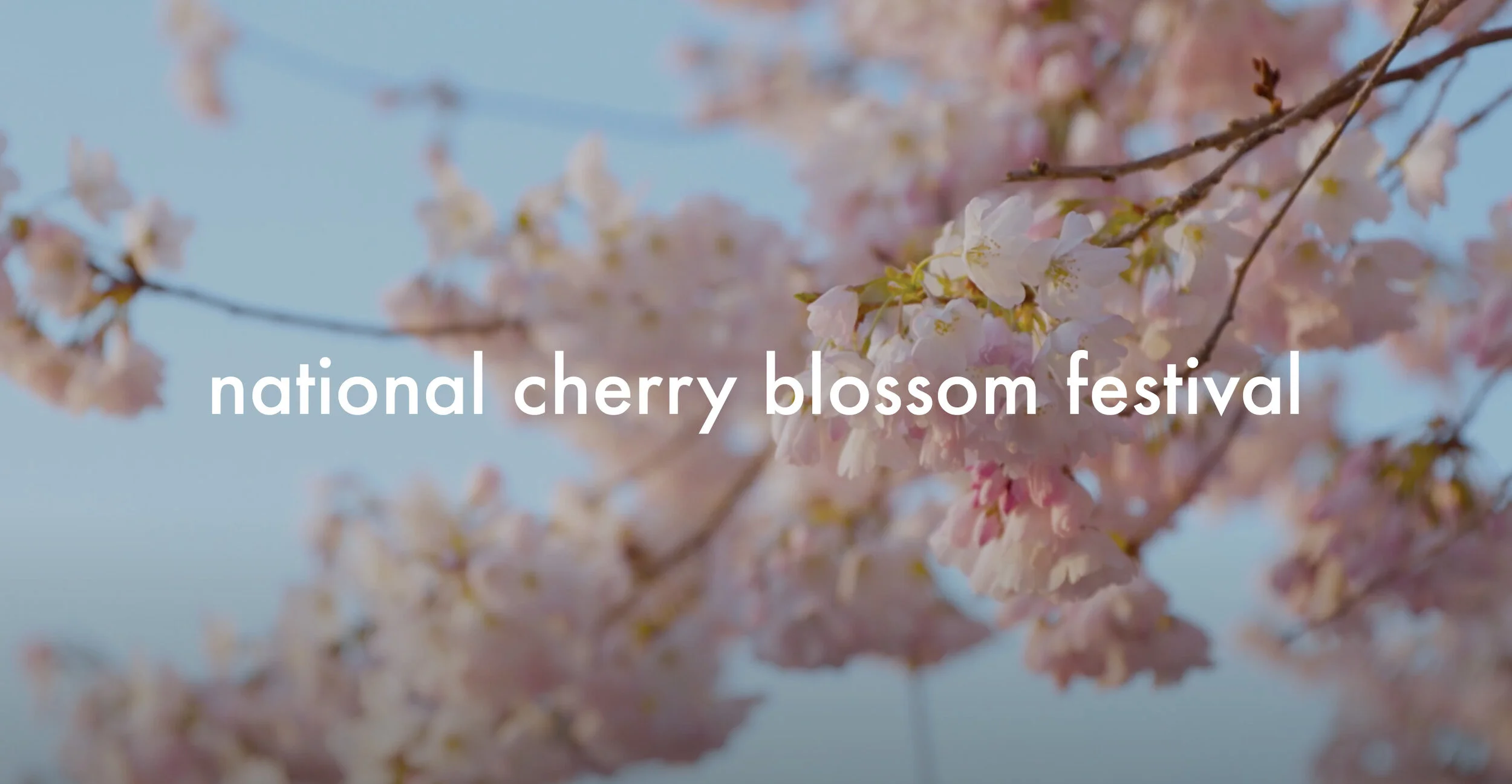  national cherry blossom festival goes virtual in 2020  role:  dp / producer / editor / composer 