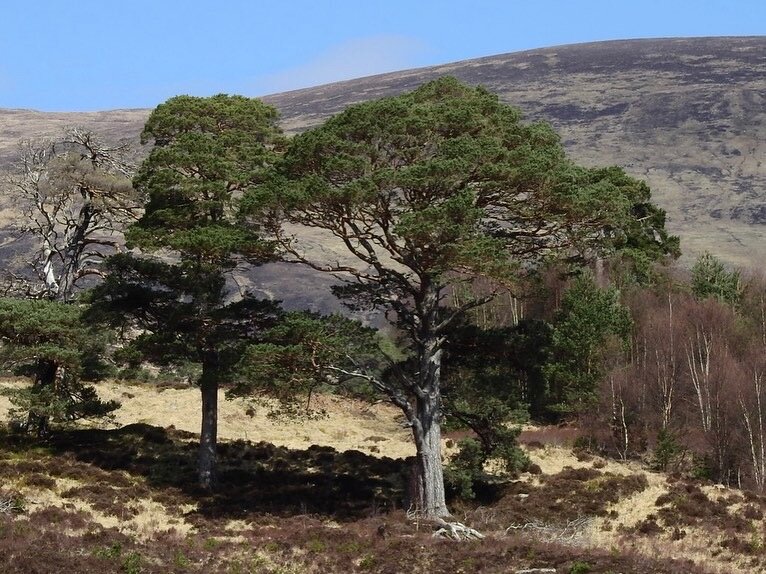 2021-04-17 Meggernie, Creag Dubh