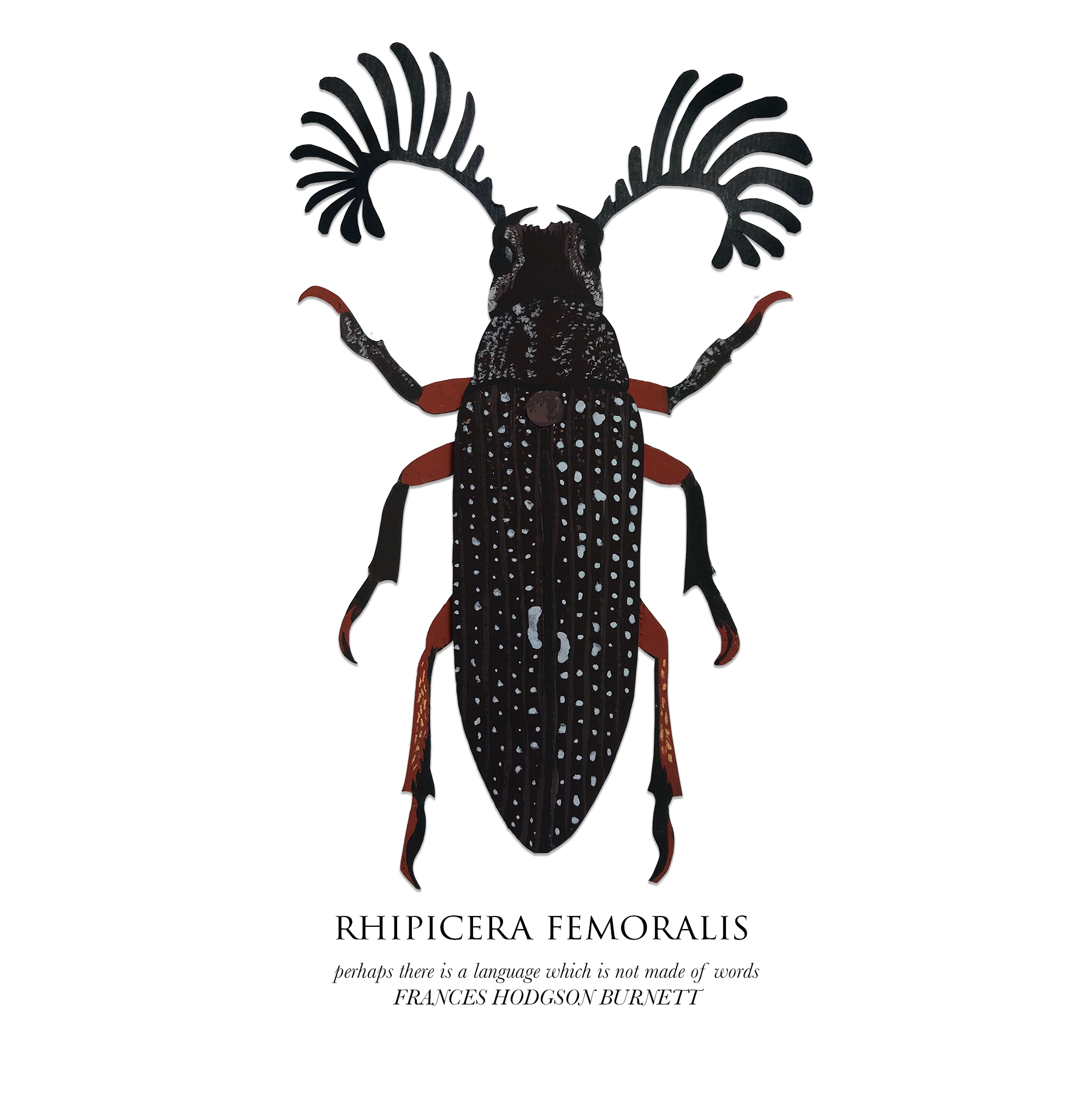 RhipiceraFemoralis.jpg