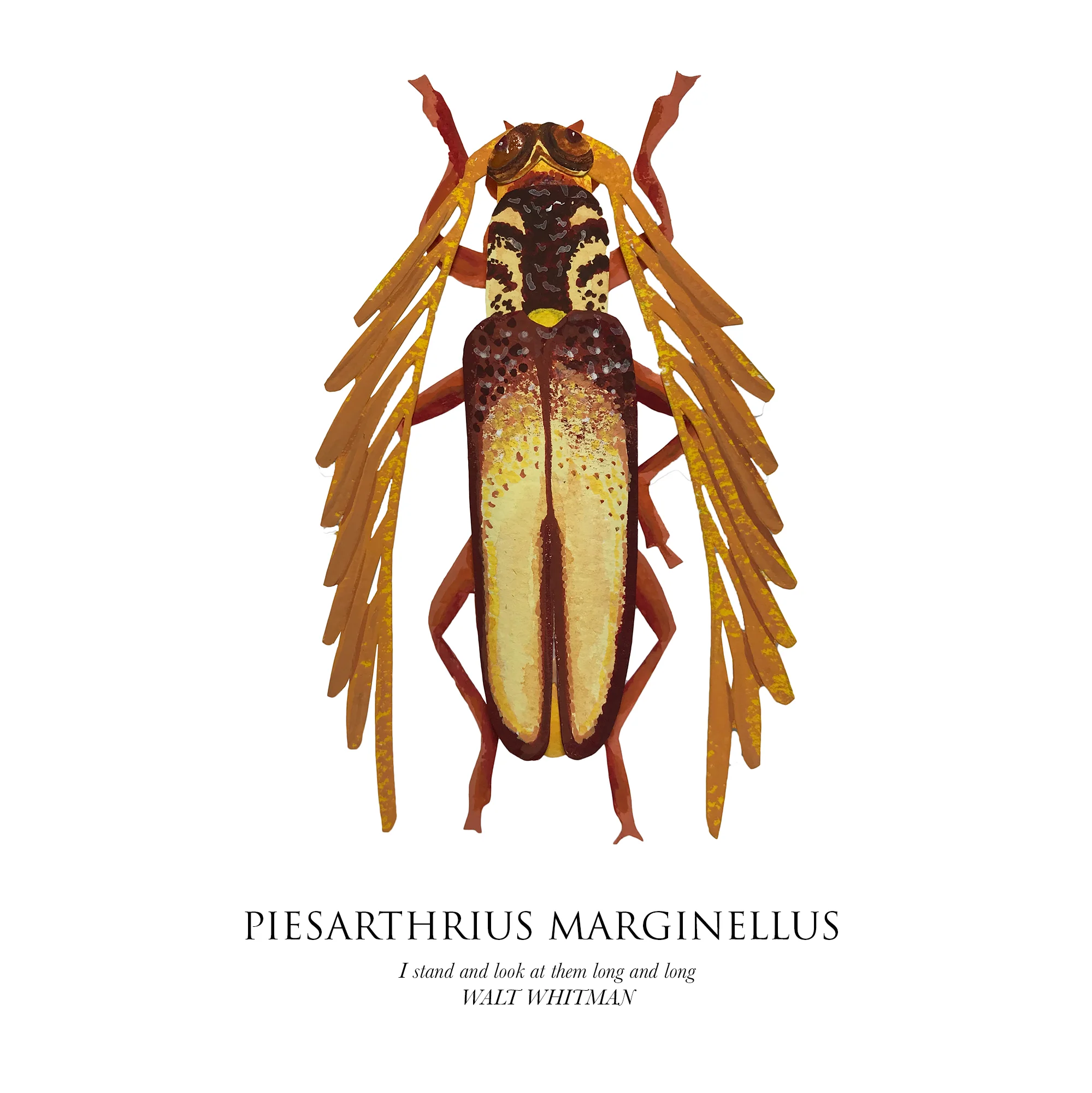 PiesarthriusMarginellus.jpg