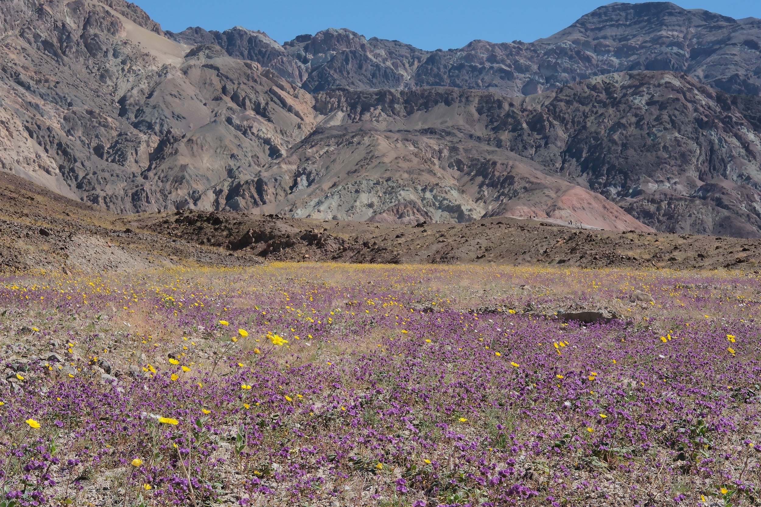 Despite its Name, Death Valley is Alive