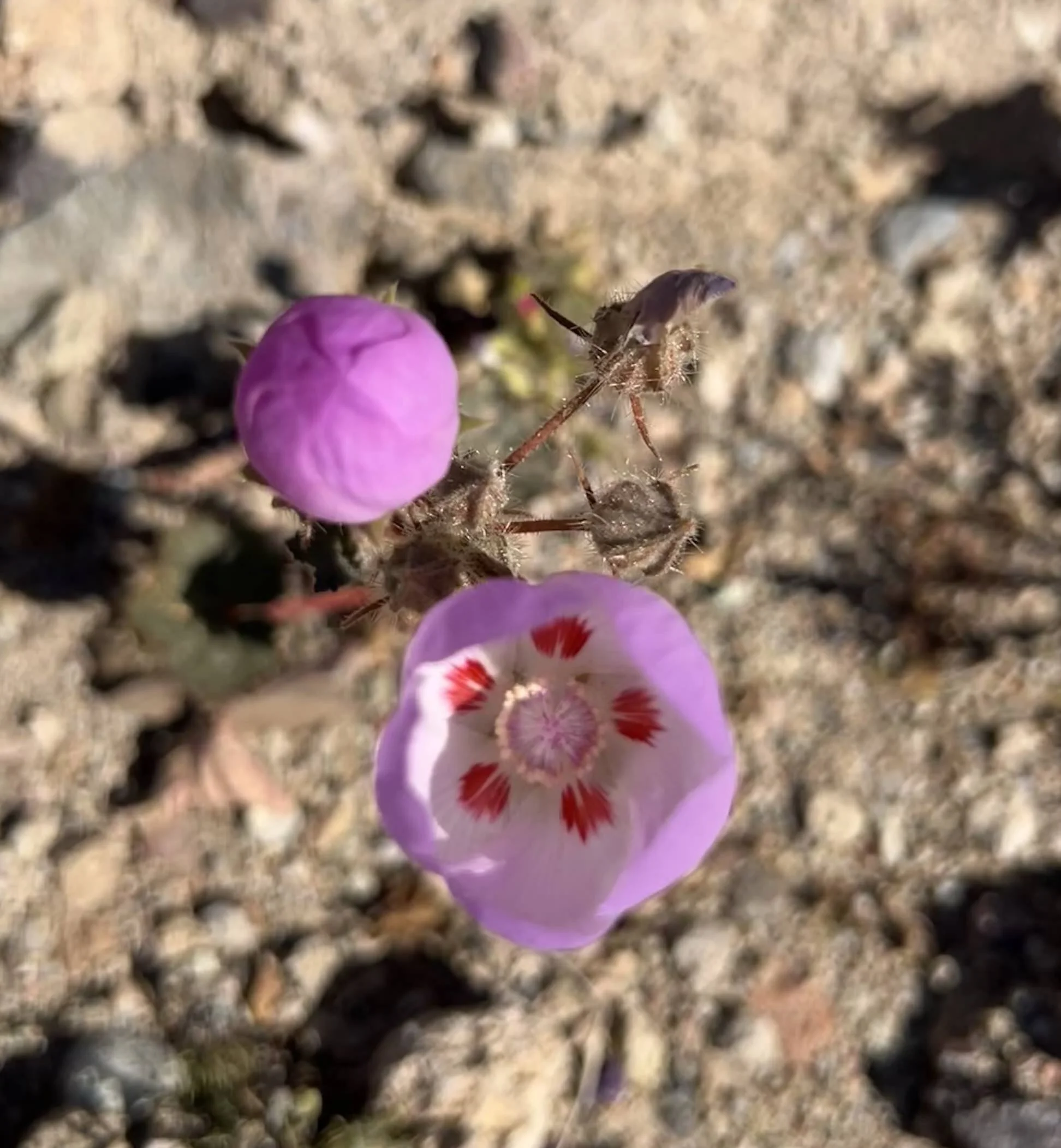 Images courtesy of J. Handy