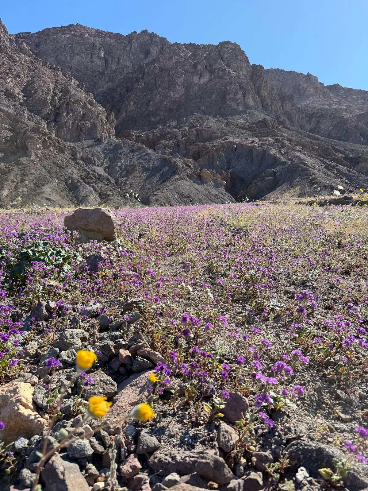 Image by Ronan McCoy