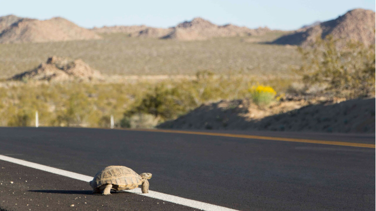 Why Did the Turtle Cross the Road? 